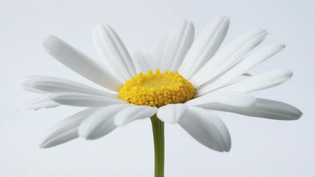 Closeup of a simple white daisy flower, clean composition ample negative space
