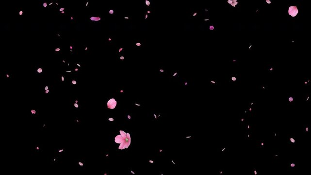 Few cherry blossom petals falling from above at a slight angle. Sakura petals drifting softly in the air. Seamless loop animation with alpha channel in 4K, spring floral overlay.