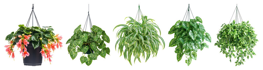 Obraz premium Vibrant hanging plants display