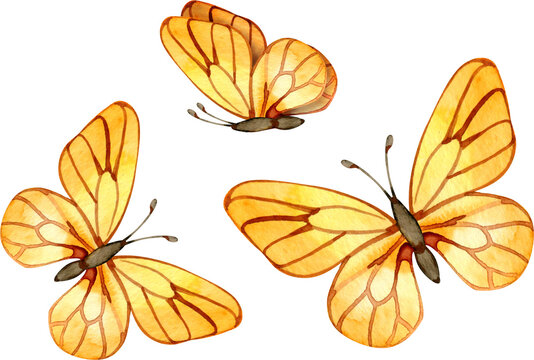Hand-painted watercolor illustration of three golden yellow butterflies. These elegant insects with detailed vein patterns on their wings are ideal for sunny summer designs, greeting cards