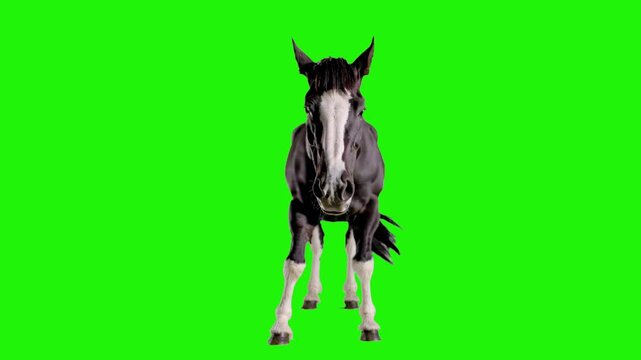 A majestic black and white spotted horse performing a fun dance routine on a green backdrop. This versatile 3D asset is ideal for children's entertainment, equestrian-themed projects, or surreal marke