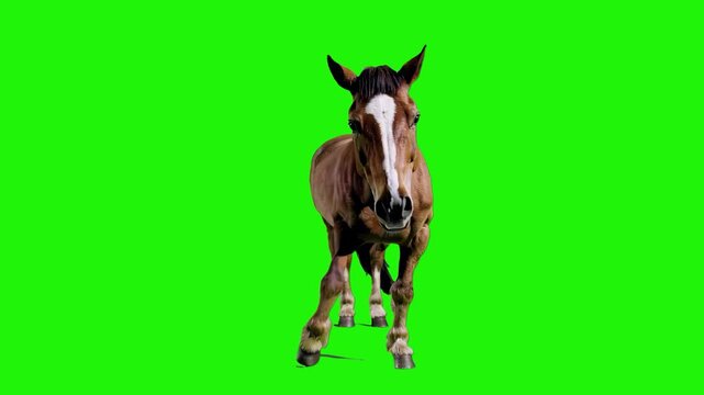 A majestic brown horse with a white face blaze performing a fun dance routine on a chroma key green background. A versatile 3D asset for children&rsquo;s entertainment, equestrian-themed projects, or surrea