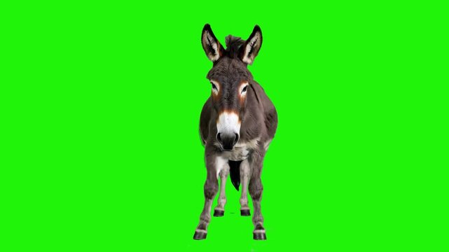 A 3D animated donkey performing a rhythmic, energetic dance routine. This humorous asset is isolated on a chroma key green background, perfect for farm-themed comedy or social media memes.