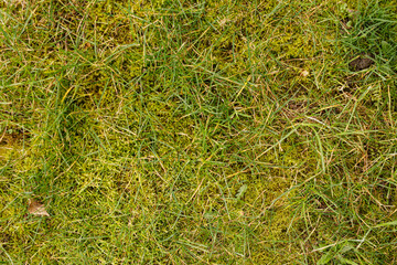 Naklejka premium Detailed view of fresh green grass and moss creating a natural texture, perfect for backgrounds and nature themes.