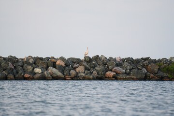 Fototapeta premium Travel romania tulcea sulina danube delta black sea pelican standing on rocks along danube delta water