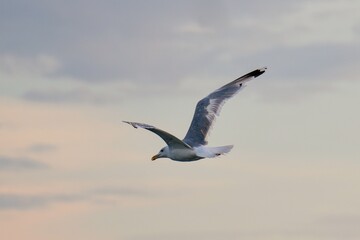 Fototapeta premium Travel romania tulcea sulina danube delta black sea seagull flying in sulina sky over danube delta