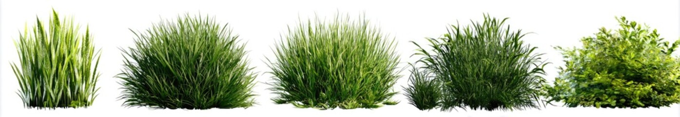 Five isolated images of green plants, bushes, and shrubs on a white background