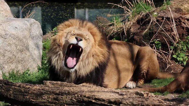 The lion, Panthera leo is one of the four big cats in the genus Panthera and a member of the family Felidae.