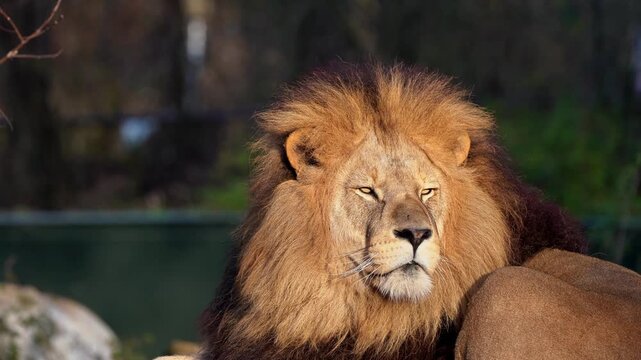 The lion, Panthera leo is one of the four big cats in the genus Panthera and a member of the family Felidae.