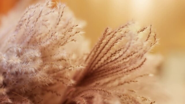 Close macro shot of fragile wild grass seed heads slowly moving in gentle wind. Thin stems and seeds create elegant natural motion against warm blurred sunlight background in peaceful meadow