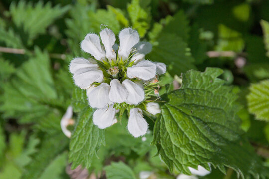 Cose up of the beautiful flowers of a white nettle, selective focus with green blurred leafs background - Lamium album 