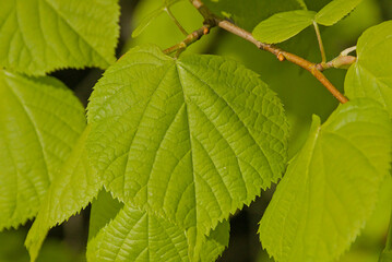 sunny green leafs of a large-leaved linden - Tilia platyphyllos

