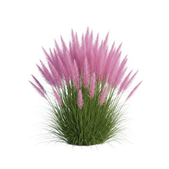 A cluster of delicate pink and green ornamental grass spikes in full bloom