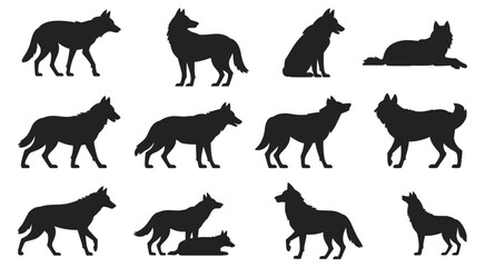 Fototapeta premium Wolf Silhouette Set, wild animal poses collection showing walking running sitting resting behaviors, black wolf shapes isolated on white background vector