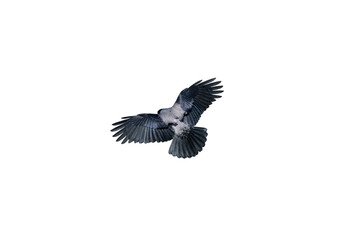 Obraz premium A gray and black-feathered carrion crow, isolated on a transparent surface, displaying its rear view with its wings spread during flight.