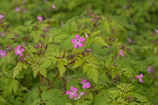 Flowering herb robert plant - Geranium robertianum.
