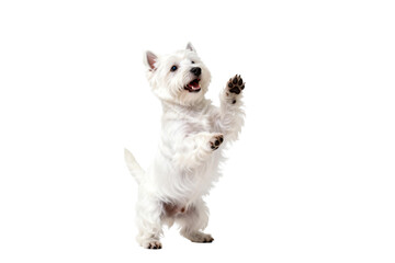 Naklejka premium Happy White West Highland Terrier Dog Standing