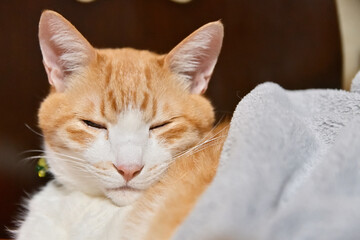 イスに寄りかかって寝る猫