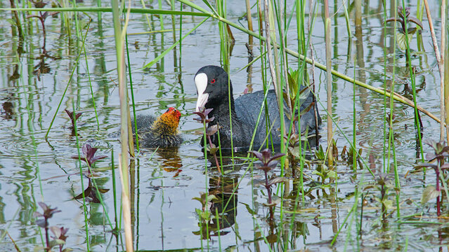 Eurasian coot adult and duckling swimming in the water in the reed in Bourgoyen nature reserve, Ghent, Flanders, Belgium
