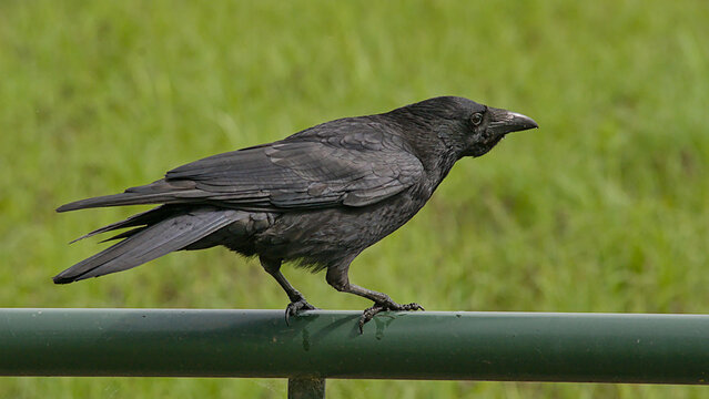 black carrion crow sitting on a fence along a meadow - Corvus corone 