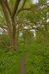 Hiking trail along a black locust tree through a green spring forest in the flemish countryside. 