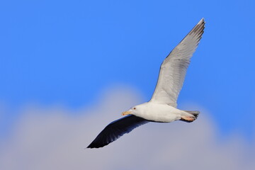 Caspian gull, Larus cachinnans, Czech Republic