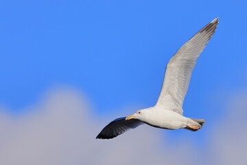 Obraz premium Caspian gull, Larus cachinnans, Czech Republic