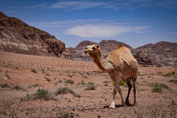 Wielbłąd pustynia Wadi Rum w Jordanii  © Wojciech