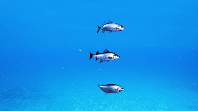 A clean 3D graphic illustration featuring a few silver fish swimming calmly in a group through a bright blue aquatic environment. Tailored for minimalist ocean backdrops, aquatic product ads, and simp