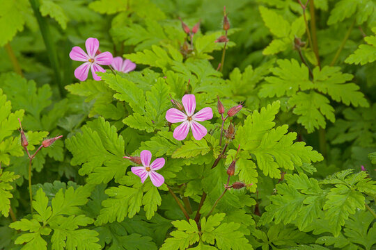  Flowering herb robert plant - Geranium robertianum.