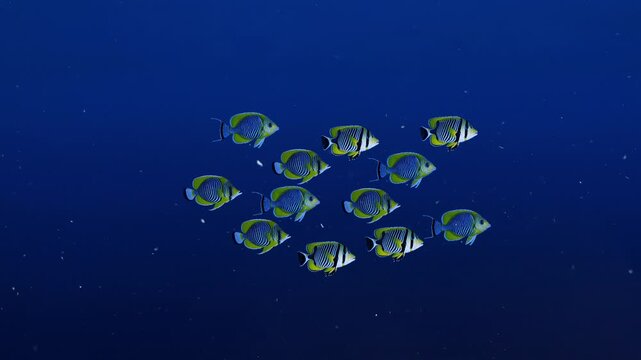 A large group of yellow and blue butterflyfish swims together in a synchronized school through the deep ocean. This 3D animation captures the natural movement of marine life for commercial or educatio