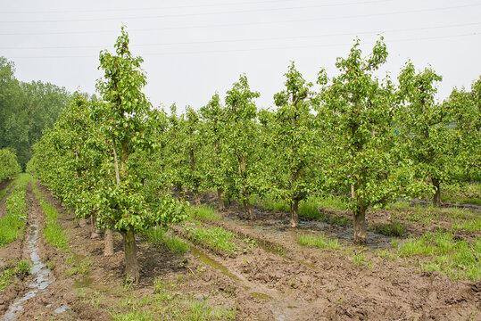 orchard with apple trees near Zottegem, Flanders, Belgium 