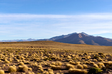 Expansive altiplano shows golden dry grass covering the foreground. Majestic mountains rise in the distance beneath a bright, clear blue sky in Bolivia.