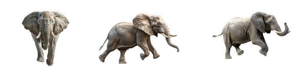 Obraz premium Majestic African Elephants Walking and Standing Isolated on White Background isolated on transparent background