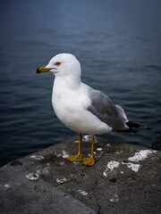 Obraz premium Seagull standing on concrete wall at the ocean