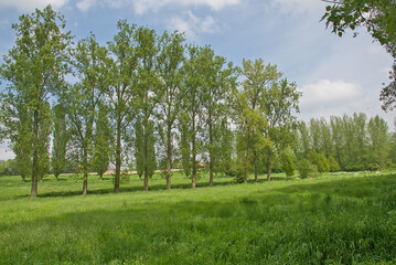 Obraz premium green spring landscape, meadow with poplar trees near Zottegem, Flanders, Belgium 
