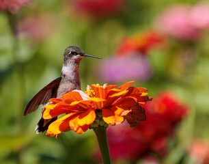 hummingbird on flower © Lisa Bushee