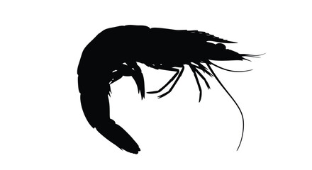 A striking silhouette of a shrimp against a plain white background © Mama
