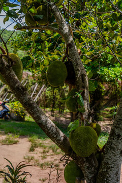 Ripe jackfruits growing on tree trunk in rural garden