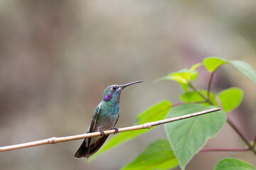 Fototapeta premium White-vented Violetear (Colibri serrirostris) perched on branch