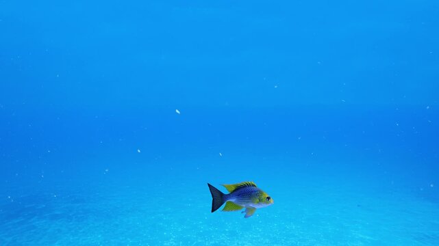 A clear, high-definition shot of a small blue and yellow fish swimming through bright, sunlit ocean water. Ideal for marine biology presentations, educational content, and serene nature-themed backgro