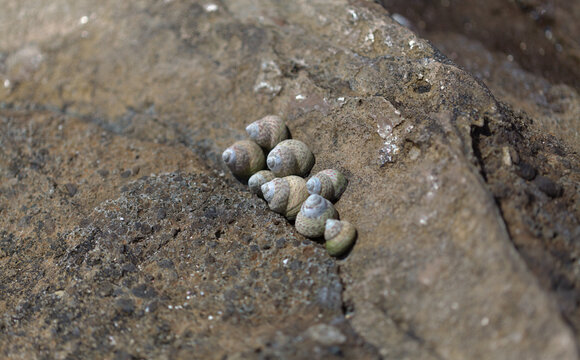 Fauna of Gran Canaria - seasnails, Phorcus sauciatus, top snail or top shell, on  volcanic rock, EL Confital beach
