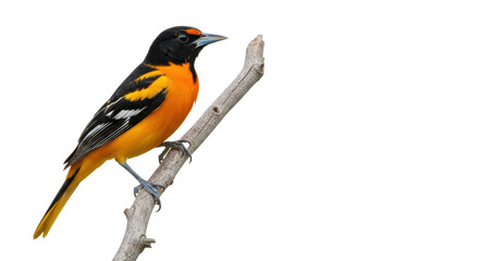 Obraz premium A vibrant male oriole bird with fiery orange and black plumage perched elegantly on a gnarled branch, isolated against a transparent studio background, showcasing natural grace