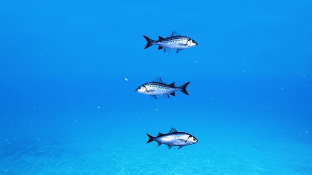 A crisp graphic animation showcasing three silver fish swimming in a structured vertical row through clean, open blue water. Ideal as an ambient backdrop layer for diving videos, oceanic documentaries