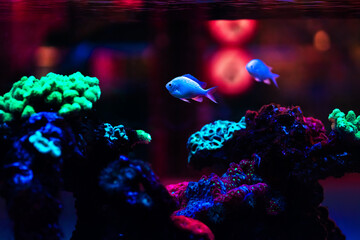 fish © Анастасия 