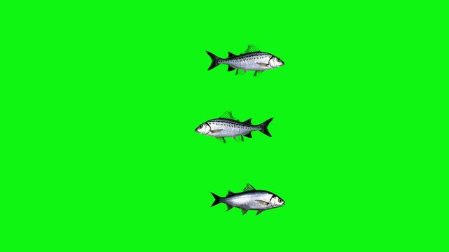A clean 2D/3D digital graphic loop featuring silver predatory fish swimming stacked vertically in a single-file line across a solid green screen backdrop. Perfect for building custom marine scenes, aq
