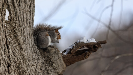 Eastern Gray Squirrel Eating on Tree Branch in Winter