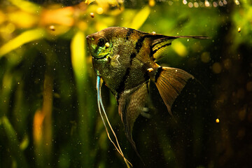 fish © Анастасия 