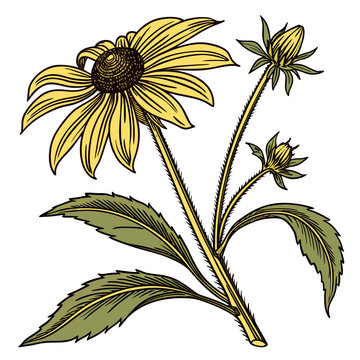 Rudbeckia Plant Flower Buds Leaves Botanical Illustration Transparent Background