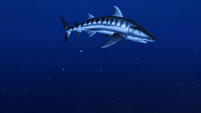 A tiger shark featuring distinct vertical stripes swims through a dark aquatic habitat. This 3D render provides a detailed look at the unique patterns and powerful motion of this large marine predator